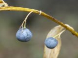 Polygonatum multiflorum