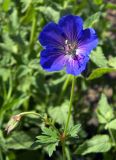 Geranium himalayense