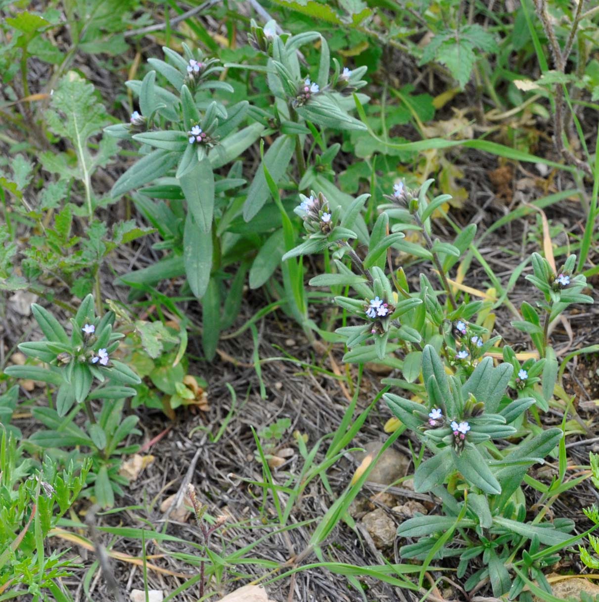 Image of Buglossoides arvensis specimen.