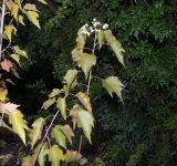 Dombeya kirkii