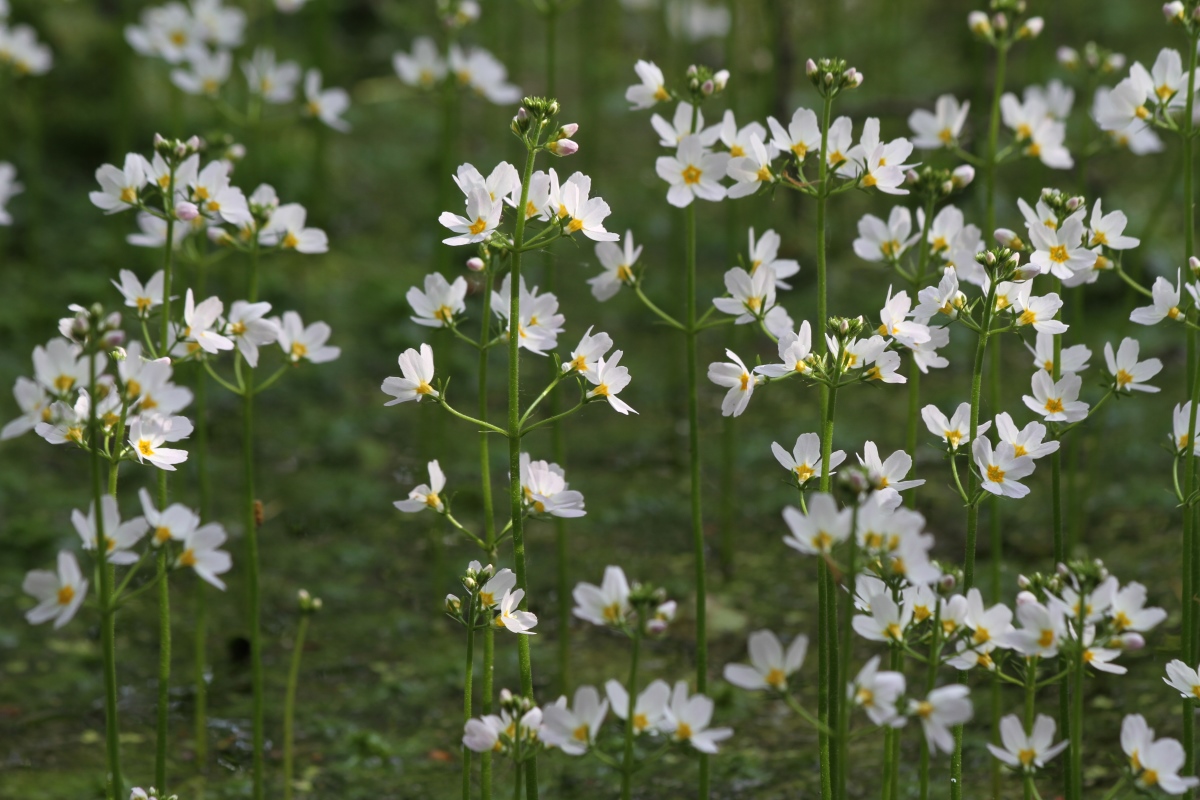 Изображение особи Hottonia palustris.