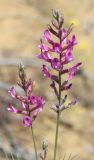 Astragalus barbidens