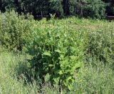 Silphium perfoliatum