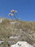 Allium tarkhankuticum