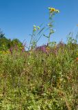 Inula britannica