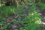 Crepis paludosa. Верхушка растения с соцветием в бутонах. Калужская обл., Боровский р-н, окр. Чёлоховского ручья, тропа в смешанном лесу (Picea abies и орешник). 8 июня 2020 г.