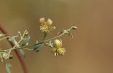 Clematis orientalis