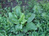 Plantago major. Плодоносящее растение. Иркутская обл., Иркутск, газон. 16.07.2020.