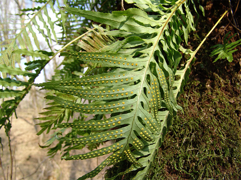 Изображение особи Polypodium cambricum.