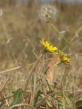 Taraxacum salsum