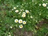 Erigeron strigosus