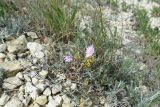 Lagoseris purpurea