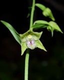 Epipactis persica