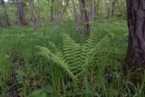 Dryopteris filix-mas