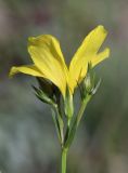 Linum alexeenkoanum