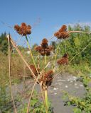 Cyperus glomeratus