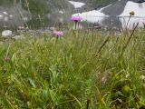 Erigeron venustus