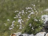 Gypsophila tenuifolia