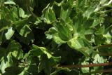 Ranunculus brachylobus