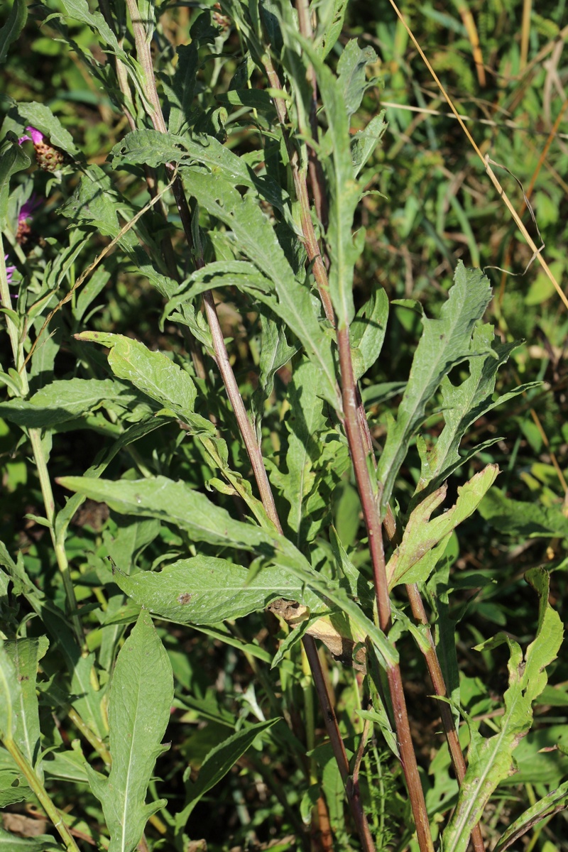 Изображение особи Centaurea jacea.