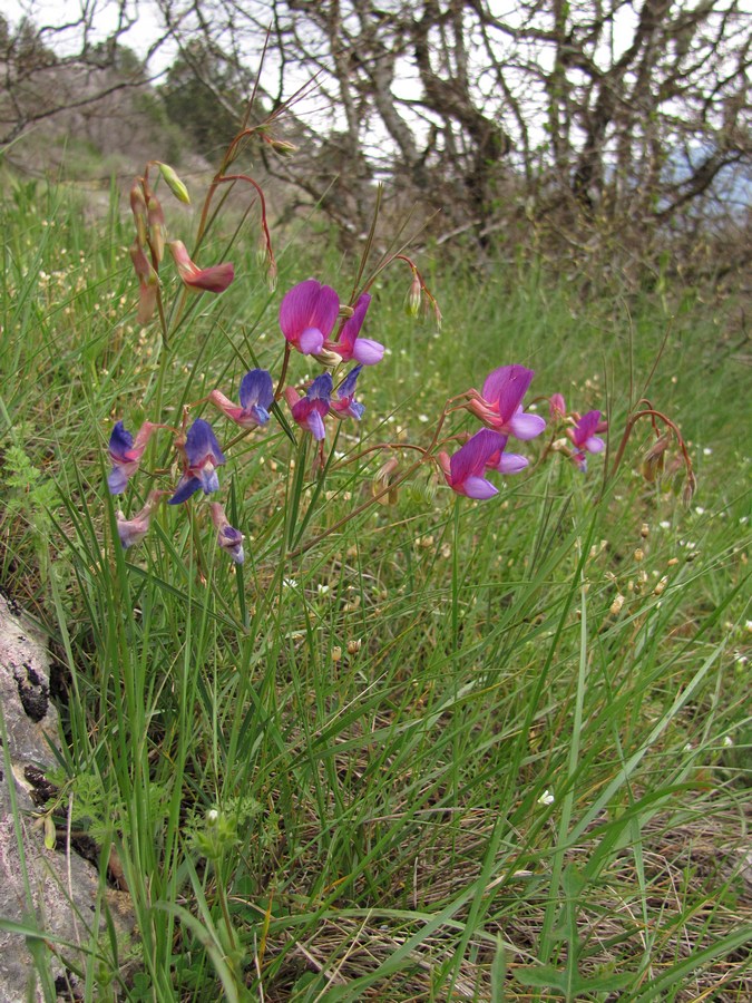 Изображение особи Lathyrus digitatus.