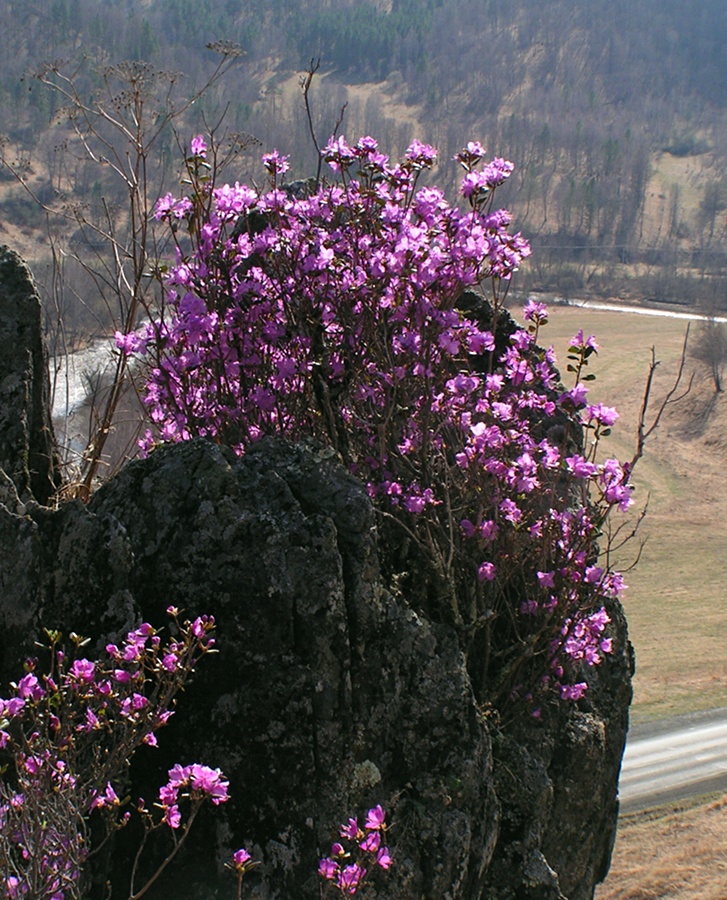 Изображение особи Rhododendron ledebourii.