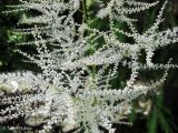 Aruncus sylvestris