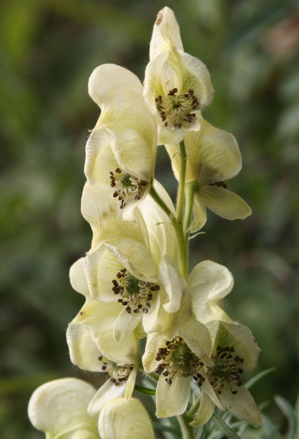 Изображение особи Aconitum nemorosum.