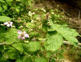 Rubus sanctus. Часть побега с цветками. Копетдаг, Чули. Май 2011 г.
