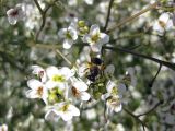 Crambe tataria