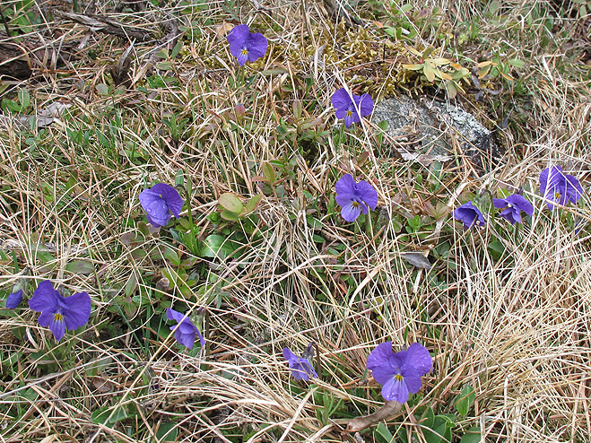 Изображение особи Viola oreades.