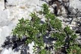 Cerasus tianshanica. Ветвь отцветающего растения. Южный Казахстан, хр. Боролдайтау, гора Нурбай; высота 1050 м н.у.м. 23.04.2012.