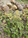 Alchemilla rigida. Цветущее растение на альпийском лугу. Кабардино-Балкария, Зольский р-н, долина Джилы-Су. 27.07.2012.