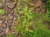 Solidago virgaurea ssp. dahurica