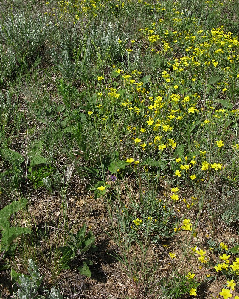 Изображение особи Galium octonarium.