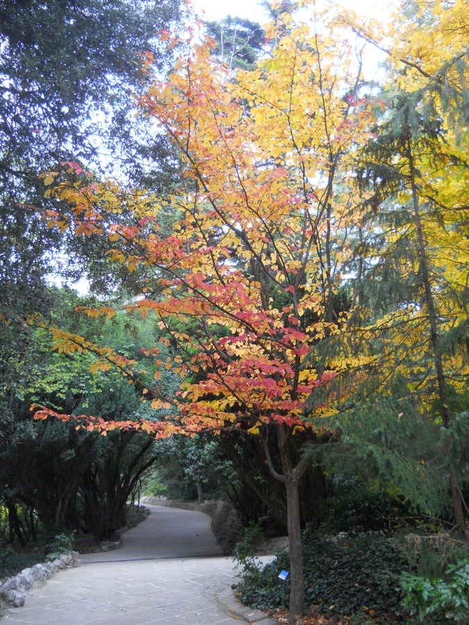 Изображение особи Parrotia persica.