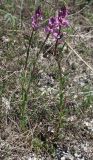 Polygala cretacea. Цветущие растения. Белгородская обл., \"Стенки Изгорья\". 04.05.2009.