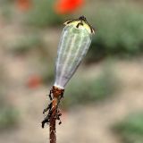 Papaver bipinnatum