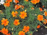 Tagetes patula