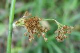 Juncus inflexus