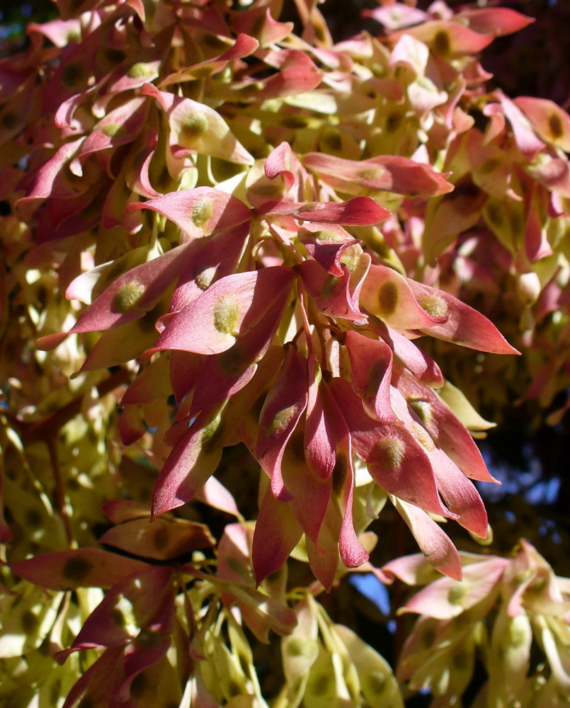 Изображение особи Ailanthus altissima.