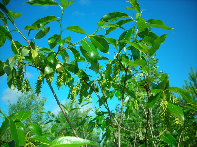 Изображение особи Salix pentandra.