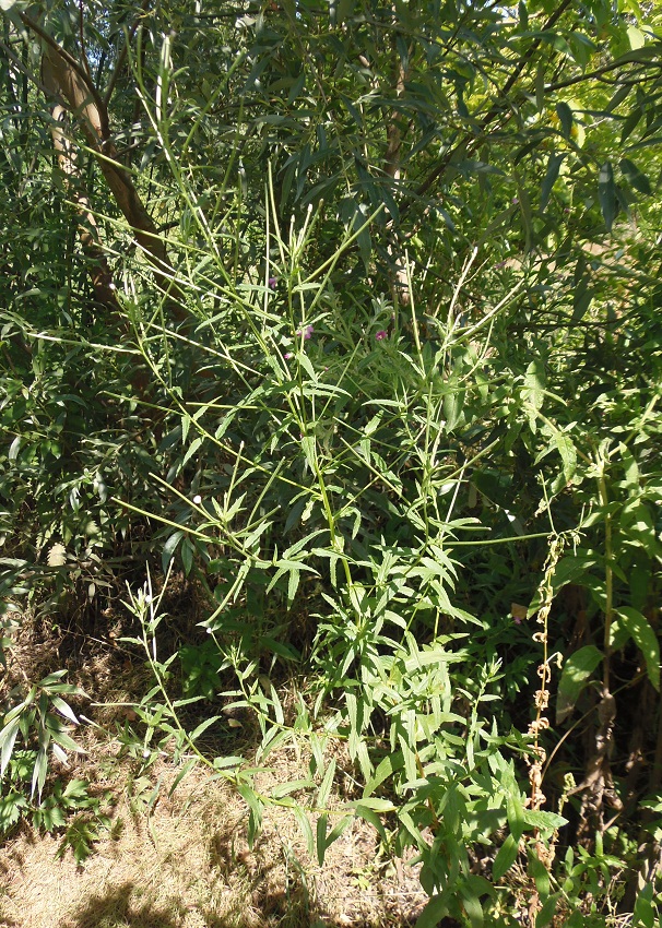 Изображение особи Epilobium tetragonum.