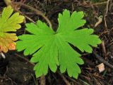 Geranium bohemicum