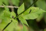 Cephalaria calcarea. Часть побега. Карачаево-Черкесия, окр. г. Теберда, долина р. Бадук. 23.08.2014.