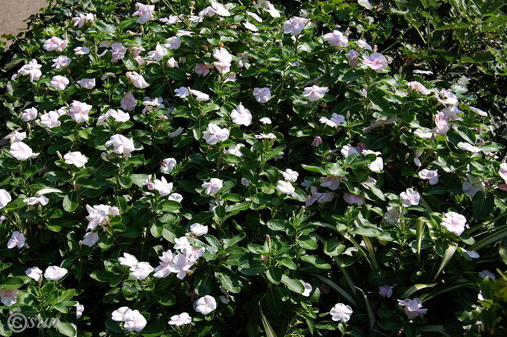 Изображение особи Catharanthus roseus.