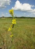 Erysimum hieraciifolium. Верхняя часть цветущего растения. Иркутская обл., Иркутский р-н, дер. Позднякова, сухой луг. 22.06.2014.