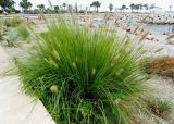 Pennisetum villosum