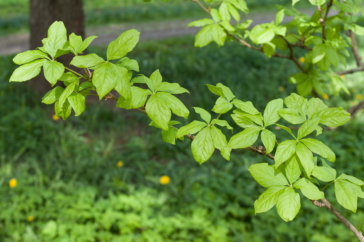 Изображение особи Eleutherococcus sessiliflorus.