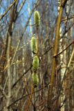 Salix phylicifolia